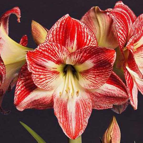 Close-up of a vibrant Spotted Queen Amaryllis flower, showcasing its stunning red and white striped petals. The bold red veining against the white background forms an elegant, trumpet-like shape. The dark backdrop enhances the vivid colors, drawing attention to the intricate details of this beautiful blossom.