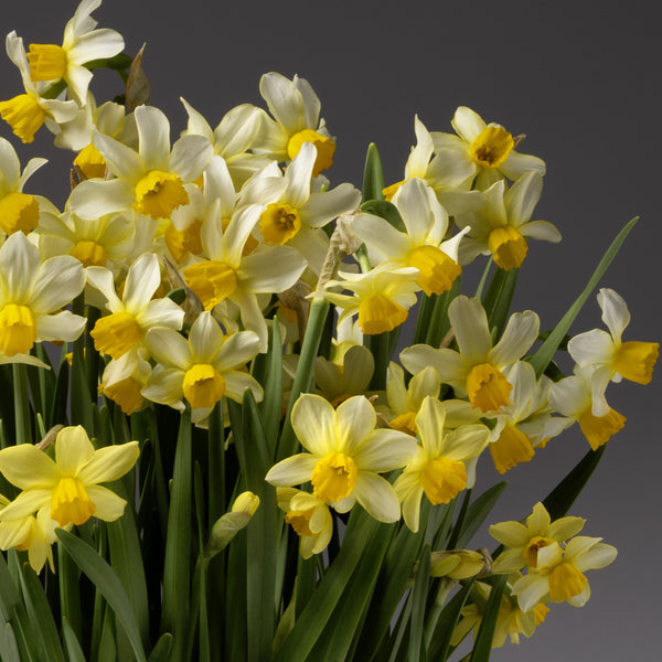 The Spring Sunshine Potted Daffodils display trumpet-shaped yellow centers and pale petals with green stems, beautifully arranged in a pot and set against a plain dark gray background.