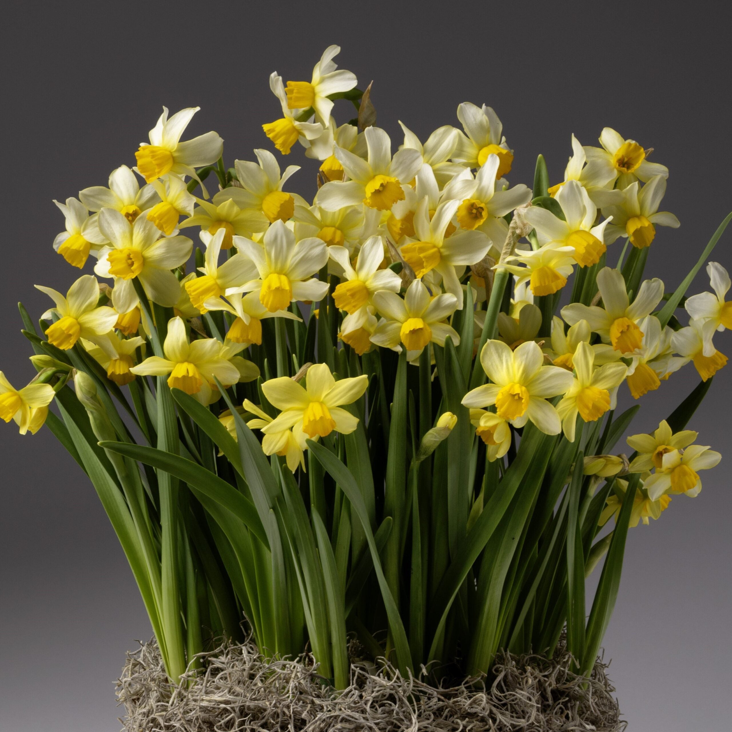 The Spring Sunshine Potted Daffodils feature yellow and white blooms with long green stems and leaves sprouting from a mossy base, creating a charming bulb garden perfect for brightening neutral spaces.