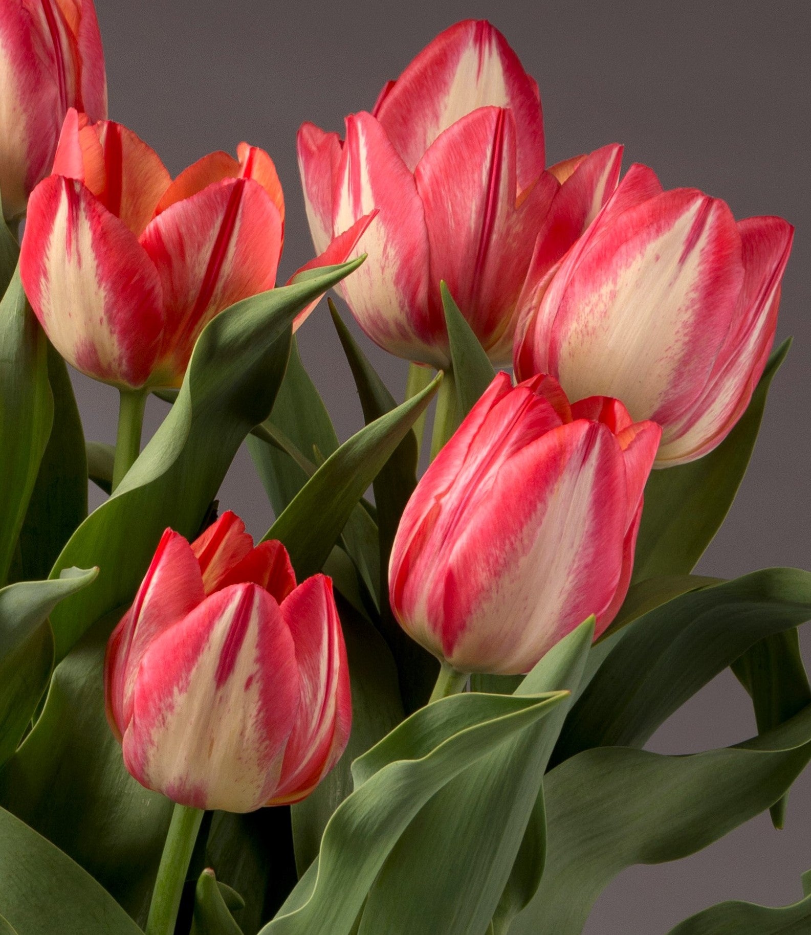 A close-up of several vibrant Spryng Break Potted Tulips reveals lush green leaves set against a gray background. The petals, edged in striking red and featuring soft white centers, lend the flowers a beautifully fresh appearance.