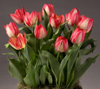 A vibrant cluster of Spryng Break Potted Tulips with lush green leaves in a flower pot, set against a gray background. The tulips are in full bloom, their petals elegantly open to reveal delicate color gradients and the natural beauty of the flowers.