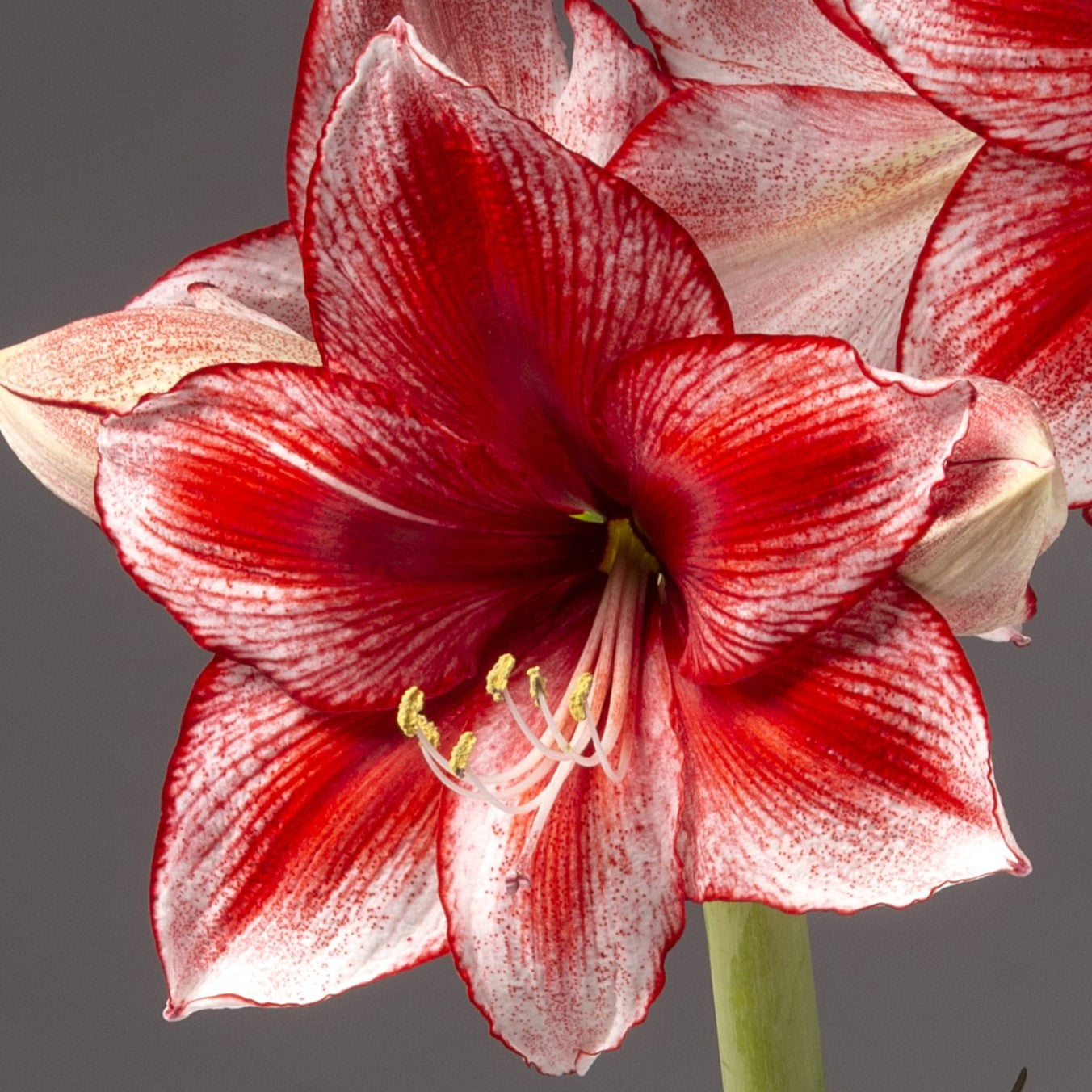 Stardust amaryllis bulbs from Bulb & Blossom bear multiple stems of large white blooms with red brushstroke markings and picotee petal edges.