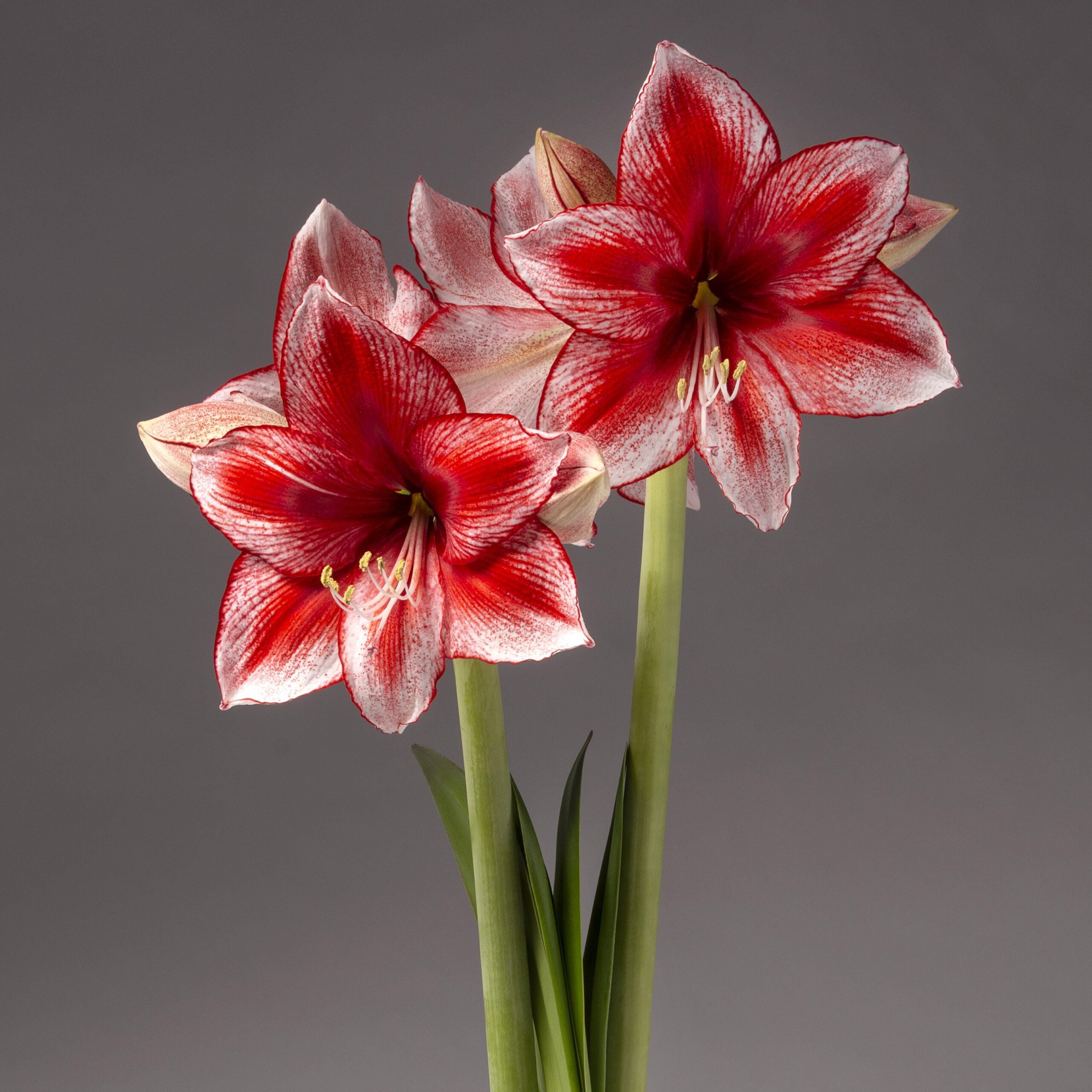Stardust amaryllis bulbs from Bulb & Blossom produce multiple stems of large white blooms with feathery red markings and red picotee edges.