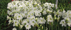 A dense cluster of Stella Marris Amaryllis flowers with green centers is blooming. Their tall green stems and lush foliage fill the frame, creating a vibrant display of natural beauty in a greenhouse setting with other plants in the background.