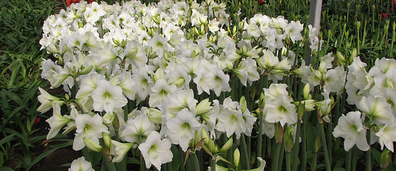 A dense cluster of Stella Marris Amaryllis flowers with green centers is blooming. Their tall green stems and lush foliage fill the frame, creating a vibrant display of natural beauty in a greenhouse setting with other plants in the background.