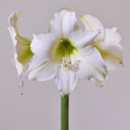 Close-up of a Stella Marris Amaryllis in full bloom, showcasing three large, delicate blossoms. The petals are light with subtle green hues near the center, supported by a single sturdy green stem against a plain background.