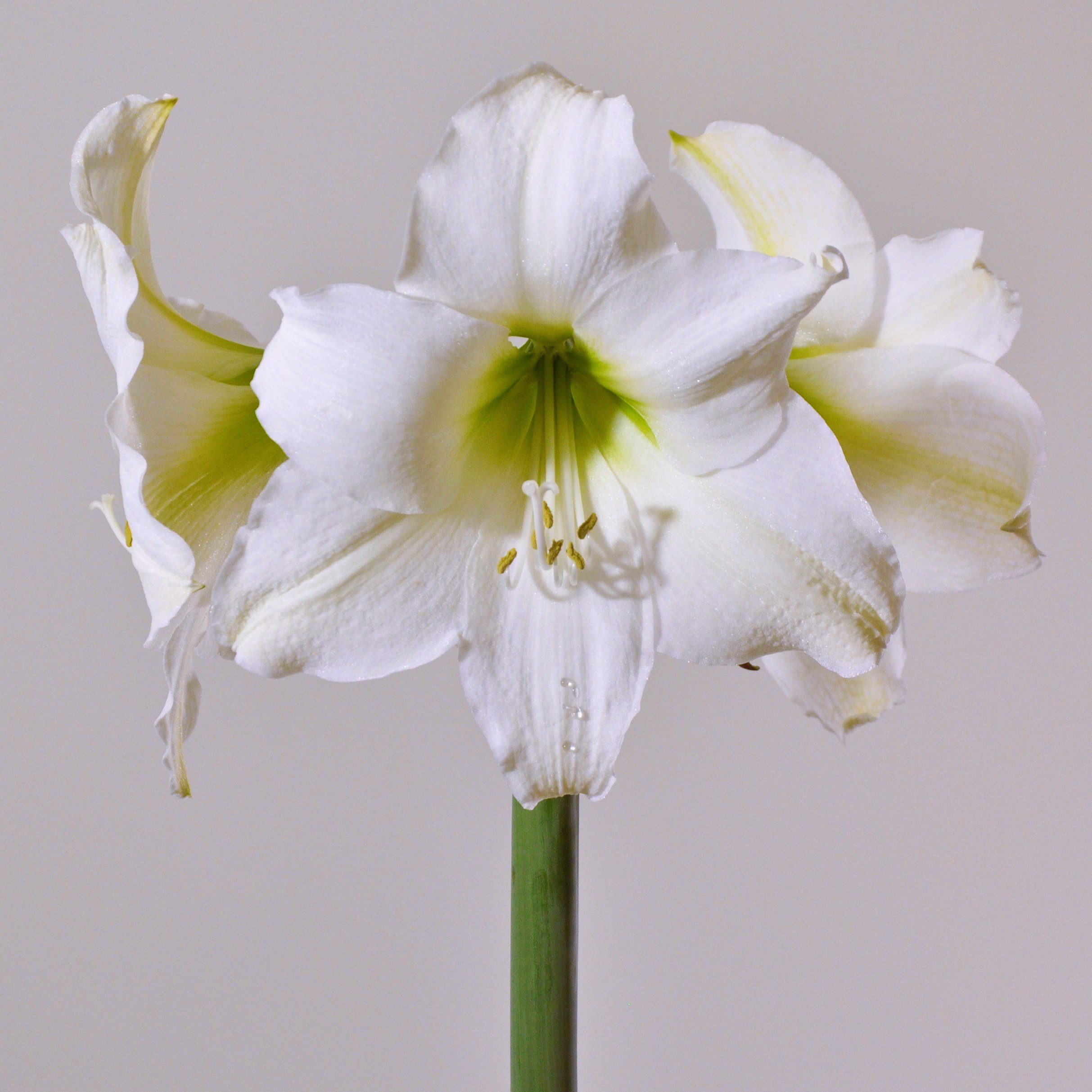 Close-up of a Stella Marris Amaryllis in full bloom, showcasing three large, delicate blossoms. The petals are light with subtle green hues near the center, supported by a single sturdy green stem against a plain background.
