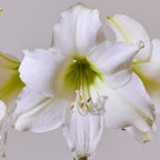 Close-up of a Stella Marris Amaryllis showcasing its white, delicate petals and light green center. The prominent stamens and pistil are highlighted by subtle shading, set against a plain off-white background.