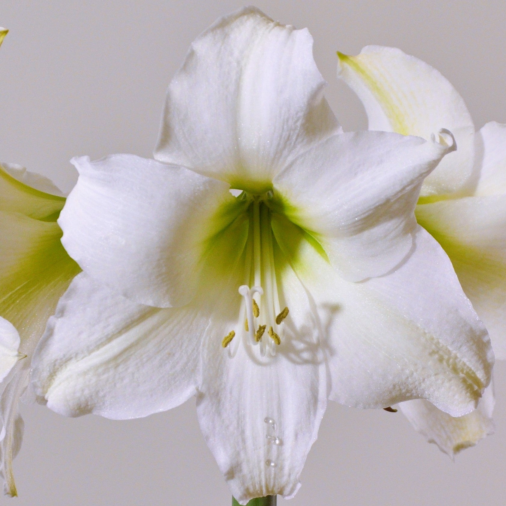 Close-up of a Stella Marris Amaryllis showcasing its white, delicate petals and light green center. The prominent stamens and pistil are highlighted by subtle shading, set against a plain off-white background.