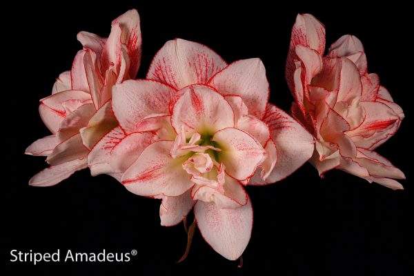 A cluster of Striped Amadeus Amaryllis flowers, characterized by their white petals adorned with vibrant red stripes, creates a striking contrast against the black background. In the bottom left corner, the text "Striped Amadeus" can be seen.