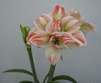 A close-up of the Striped Echo Amaryllis flower exhibits its white petals elegantly adorned with striking red stripes. The bloom is fully open, revealing its intricate patterns in full detail. Beside it, a green bud awaits its moment to blossom, all set against a plain, light gray background.