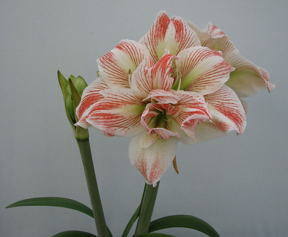 A close-up of the Striped Echo Amaryllis flower exhibits its white petals elegantly adorned with striking red stripes. The bloom is fully open, revealing its intricate patterns in full detail. Beside it, a green bud awaits its moment to blossom, all set against a plain, light gray background.