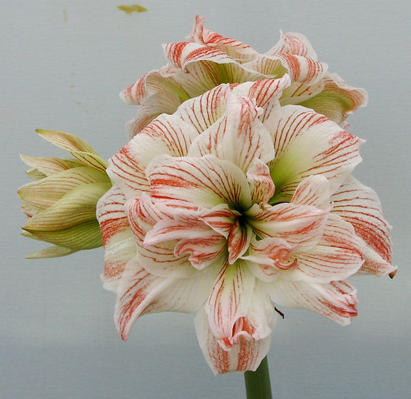 A close-up of a Striped Echo Amaryllis flower showcases its layered white petals accented with striking red streaks, capturing it in full bloom, while a bud can be seen on the left side against a muted background.