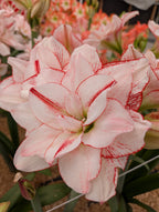 Amadeus Amaryllis Collection
