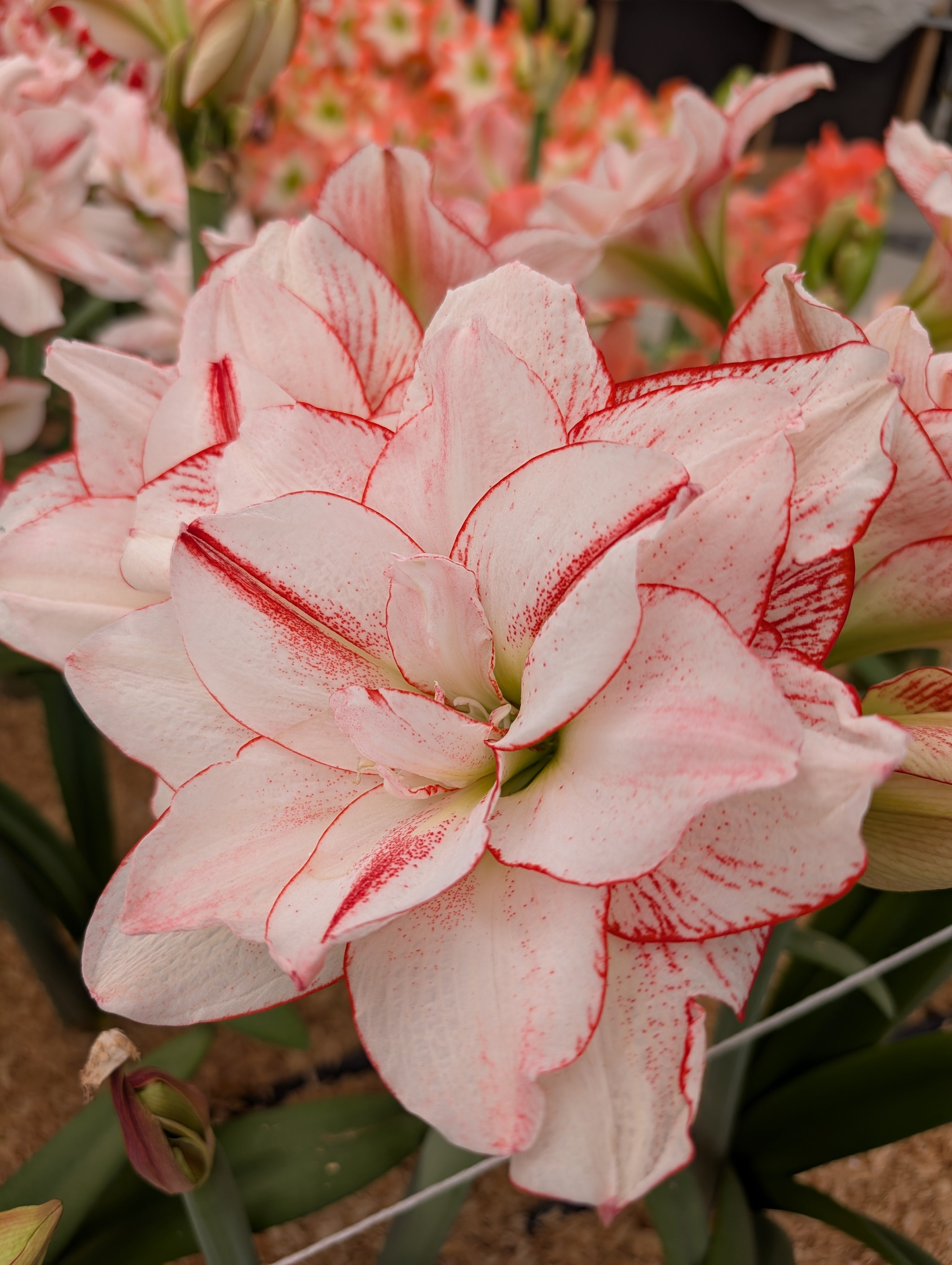 Amadeus Amaryllis Collection