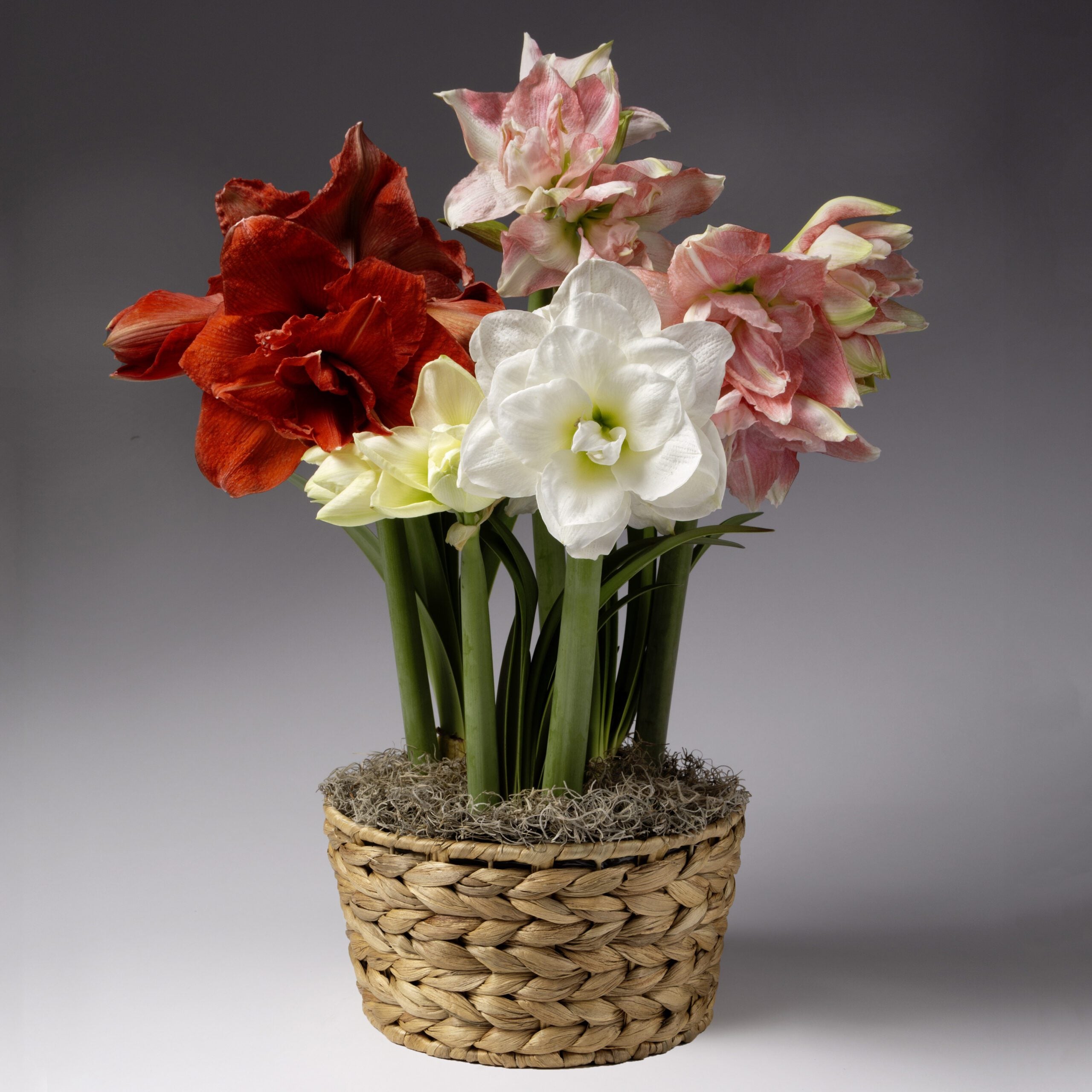 The Sugar Plum Potted Amaryllis Trio from Bulb & Blossom features red, white, and pink double blooming amaryllis bulbs pre-potted in an 8" liner with a decorative woven basket.