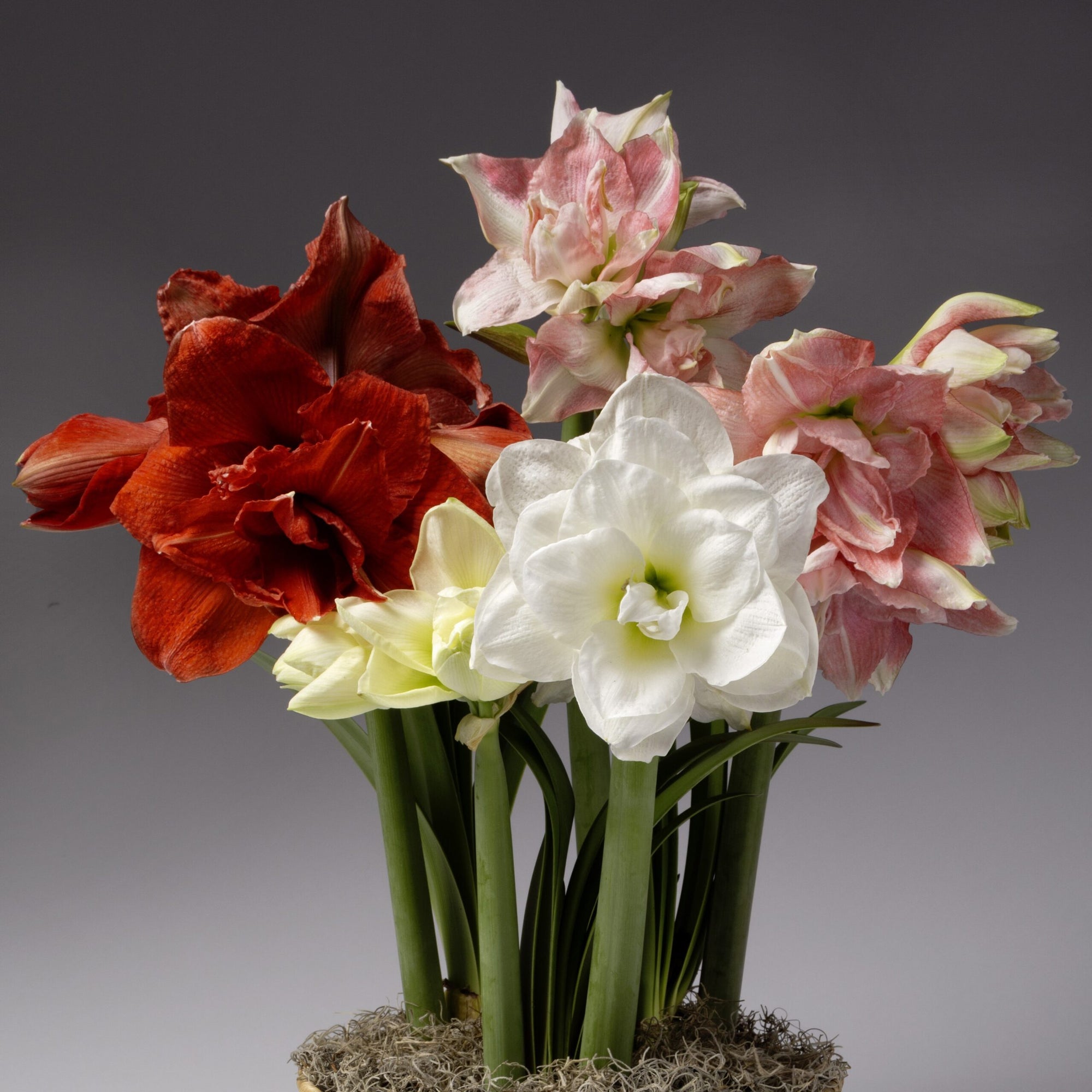 The Sugar Plum Potted Amaryllis Trio from Bulb & Blossom features red, white, and pink double blooming amaryllis bulbs pre-potted in an 8" liner with a decorative basket.