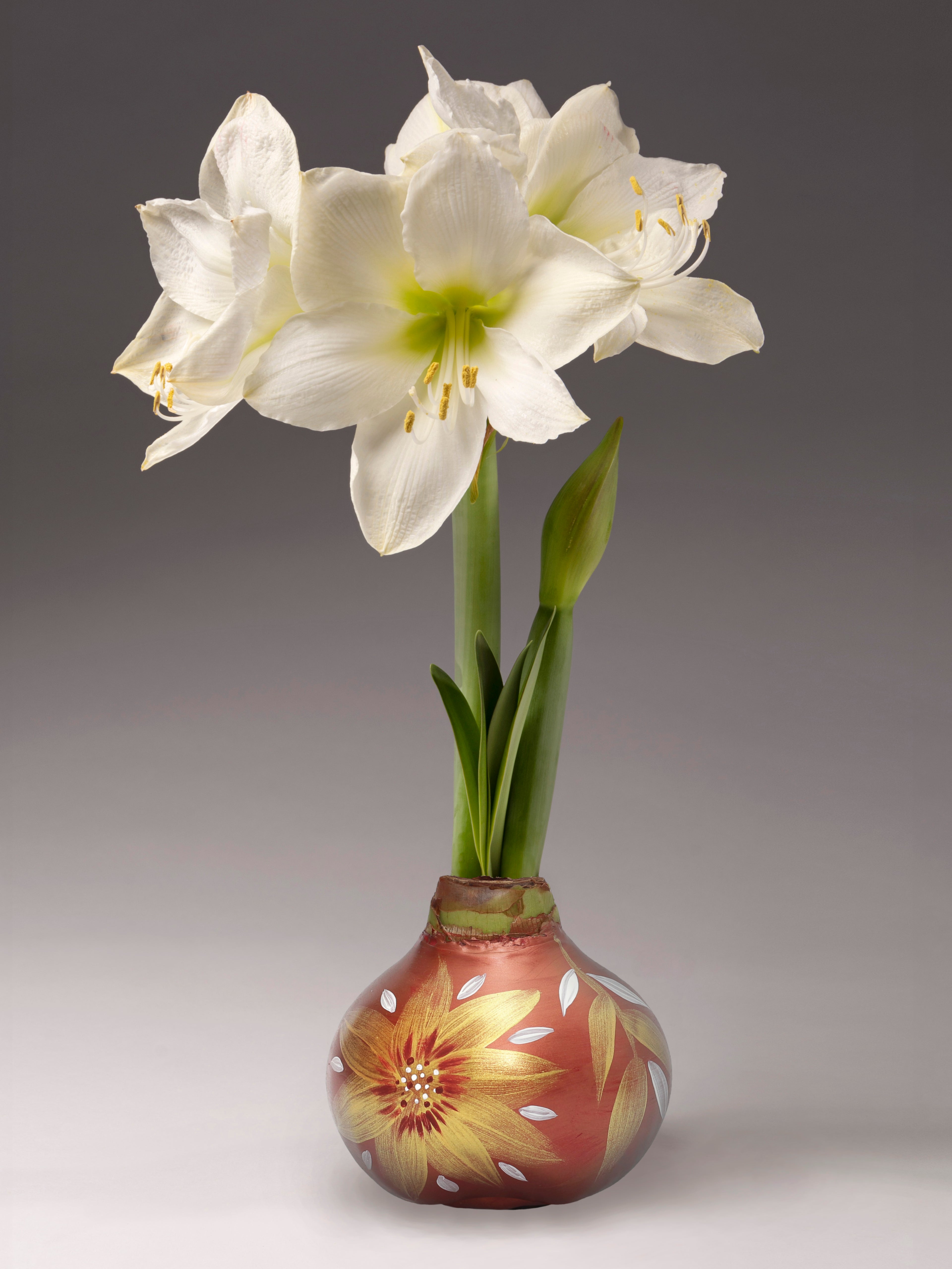 A large waxed amaryllis bulb with copper gold and white hand painted sunflowers around its circumference. The bulb supports two amaryllis stalks, with one in bud and one with four large white flowers.
