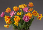 A vibrant bouquet from the Sunset Potted Double Tulip Mix displayed against a gray background showcases shades of yellow, orange, pink, and red with various petal patterns, creating a lively and beautiful arrangement.