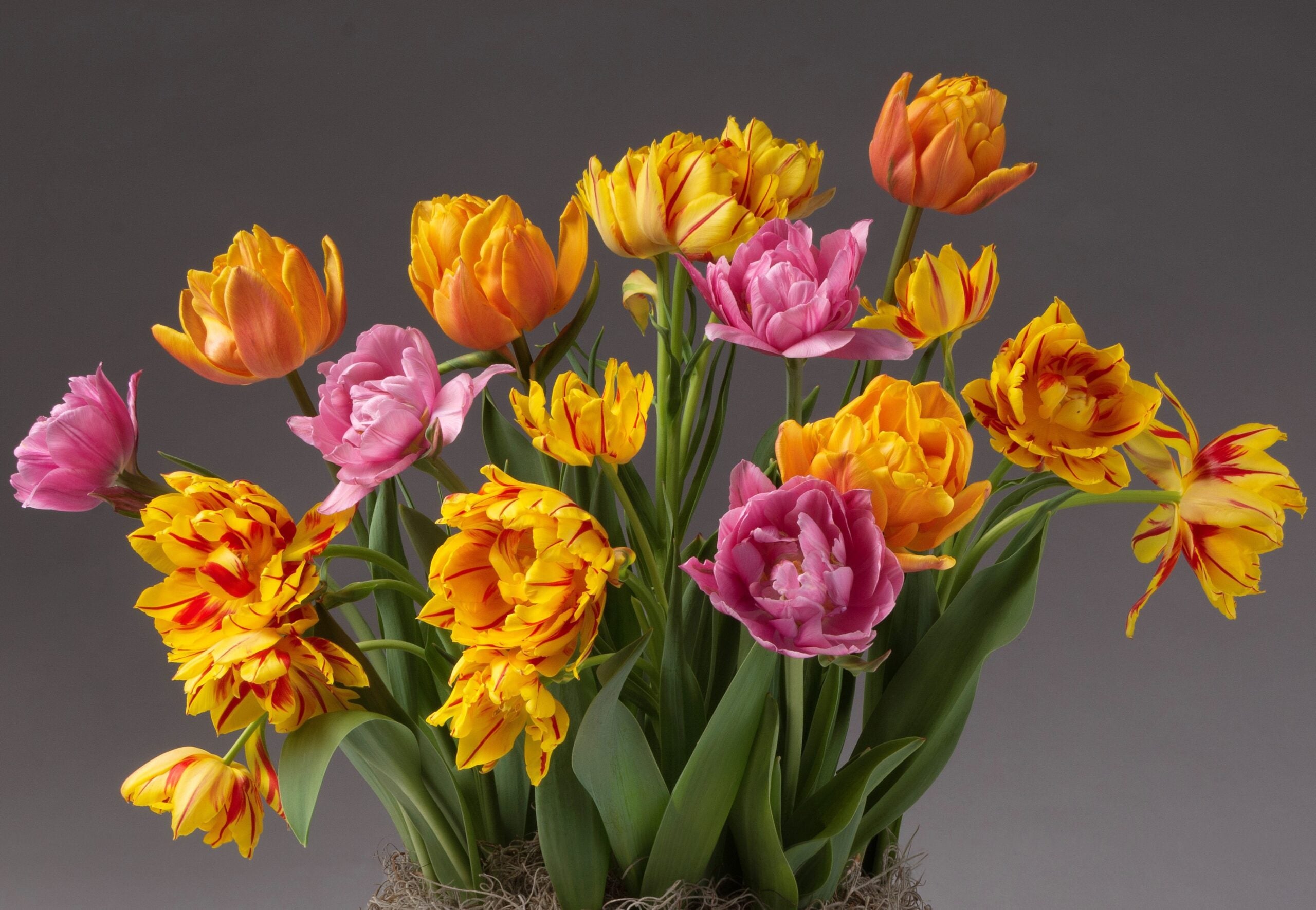 A vibrant bouquet from the Sunset Potted Double Tulip Mix displayed against a gray background showcases shades of yellow, orange, pink, and red with various petal patterns, creating a lively and beautiful arrangement.