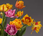 The Sunset Potted Double Tulip Mix features a vibrant bouquet of colors, including yellow with red streaks, solid orange, and pink with white accents, all set against a neutral gray background. The delicately layered petals create a lush and full appearance.