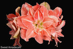 A close-up of the vibrant Sweet Amadeus® Amaryllis set against a black background. The flowers are in full bloom, showcasing their large, multi-layered petals with striking red and white streaks and a pale green center.