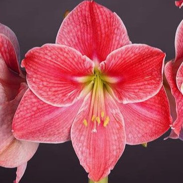 Sweet Cream amaryllis bulbs from Bulb & Blossom produce multiple stems of large pink blooms with white picotee petal edges and apple green centers.
