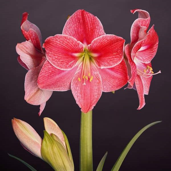 Sweet Cream amaryllis bulbs from Bulb & Blossom sport multiple stems of large pink blooms with white picotee petal edges.