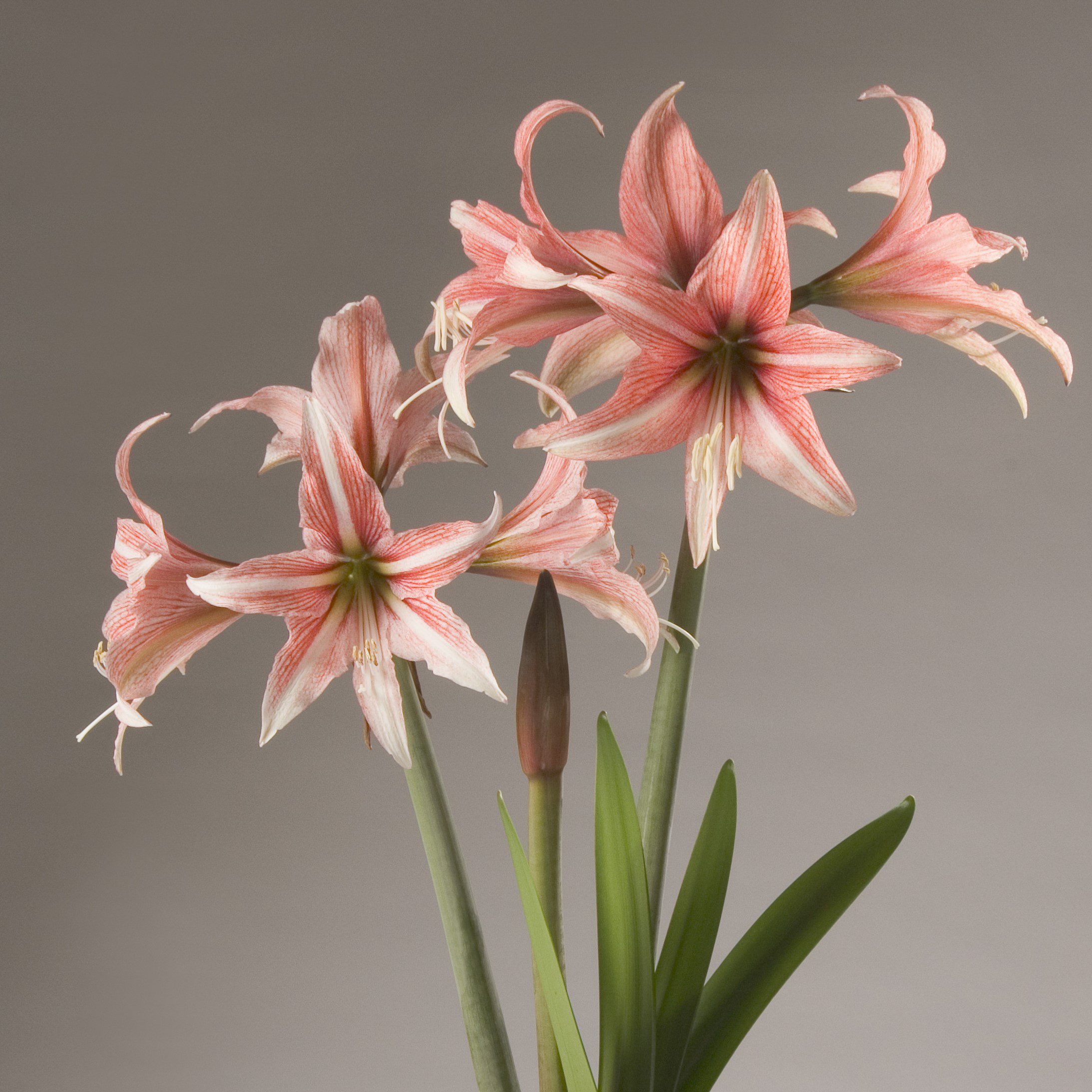 Three Sweet Lilian Amaryllis flowers with pink and white stripes bloom on long green stems and leaves, set against a neutral gray background, with a closed bud nestled among the blossoms.