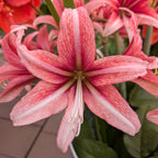 A close-up of the Sweet Lilian Amaryllis displays its pink and white petals and long stamens, framed by green leaves and more Sweet Lilian Amaryllis blooms in the background.