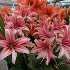 The Sweet Lilian Amaryllis features pink and white striped lilies with long green leaves, arranged indoors in front of bright orange flowers under natural light.
