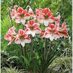 Table Dance amaryllis bulbs from Bulb & Blossom will bear large white blooms with vibrant red markings. Flowers are adorned with dappled brushstrokes of red, and red petal edges.