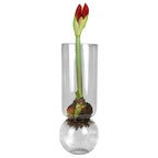 A tall cylindrical clear glass vessel designed to force flower bulbs above a reservoir of water holds a sprouting amaryllis bulb.