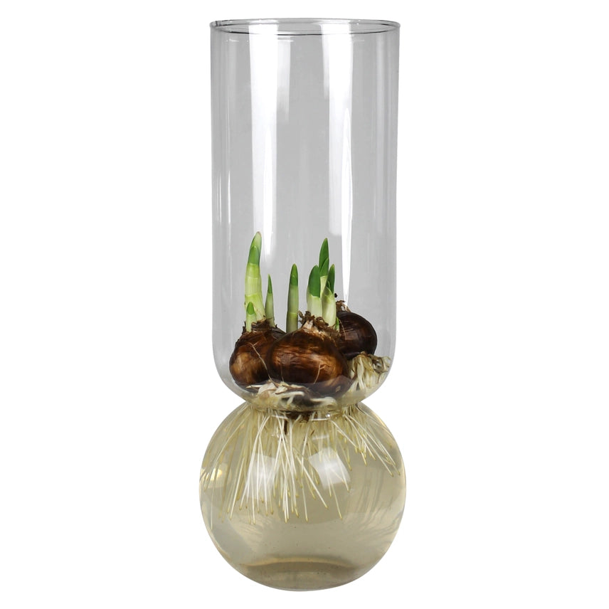 A tall cylindrical clear glass vessel designed to force flower bulbs above a reservoir of water holds three sprouting paperwhite bulbs.