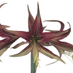 Tango Cybister Dutch Amaryllis bulbs from Bulb & Blossom will produce multiple stems of spidery blooms with narrow curling petals in shades of maroon and green.