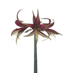 Tango Cybister Dutch Amaryllis bulbs from Bulb & Blossom will produce multiple stems of spidery blooms with narrow curling petals in shades of maroon and green.