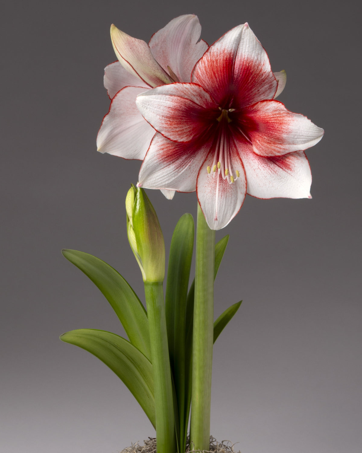 A single blooming amaryllis flower with white petals and a deep red center, shown with green leaves and stems against a smooth gray studio background.