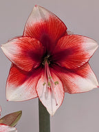 A close-up of a single amaryllis flower with six petals showing a white base and a vibrant red gradient radiating from the center, set against a plain light gray background.