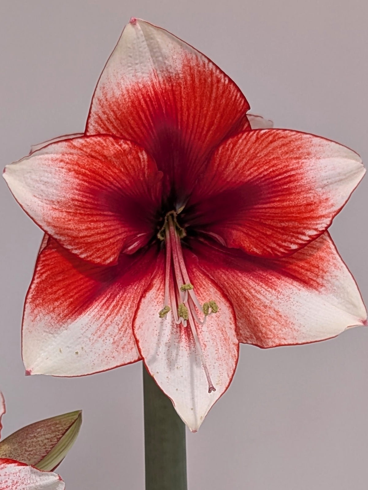 A close-up of a single amaryllis flower with six petals showing a white base and a vibrant red gradient radiating from the center, set against a plain light gray background.