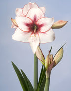 Temptation amaryllis bulbs from Bulb & Blossom will produce at least 2 stalks of large white flowers with red petal edges and softy dappled red centers.
