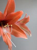 A close-up of a blooming Terra Mystica Amaryllis flower reveals several delicate petals and prominent white and yellow stamens, set against a neutral gray background. The detailed textures of the petals and stamens are clearly visible.