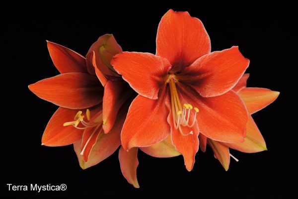 A vibrant close-up of Terra Mystica Amaryllis flowers showcasing bright orange petals and yellow stamens, set against a black background.