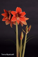 A vibrant cluster of Terra Mystica Amaryllis flowers, with their striking red petals, blooms against a deep black background. Several buds are partially open, showcasing the promise of more beauty to come, while green leaves and stems add contrast. The label "Terra Mystica®" is elegantly printed in white at the bottom left corner of the image.