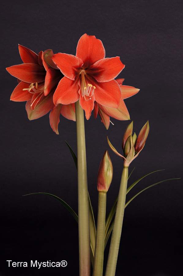 A vibrant cluster of Terra Mystica Amaryllis flowers, with their striking red petals, blooms against a deep black background. Several buds are partially open, showcasing the promise of more beauty to come, while green leaves and stems add contrast. The label "Terra Mystica®" is elegantly printed in white at the bottom left corner of the image.
