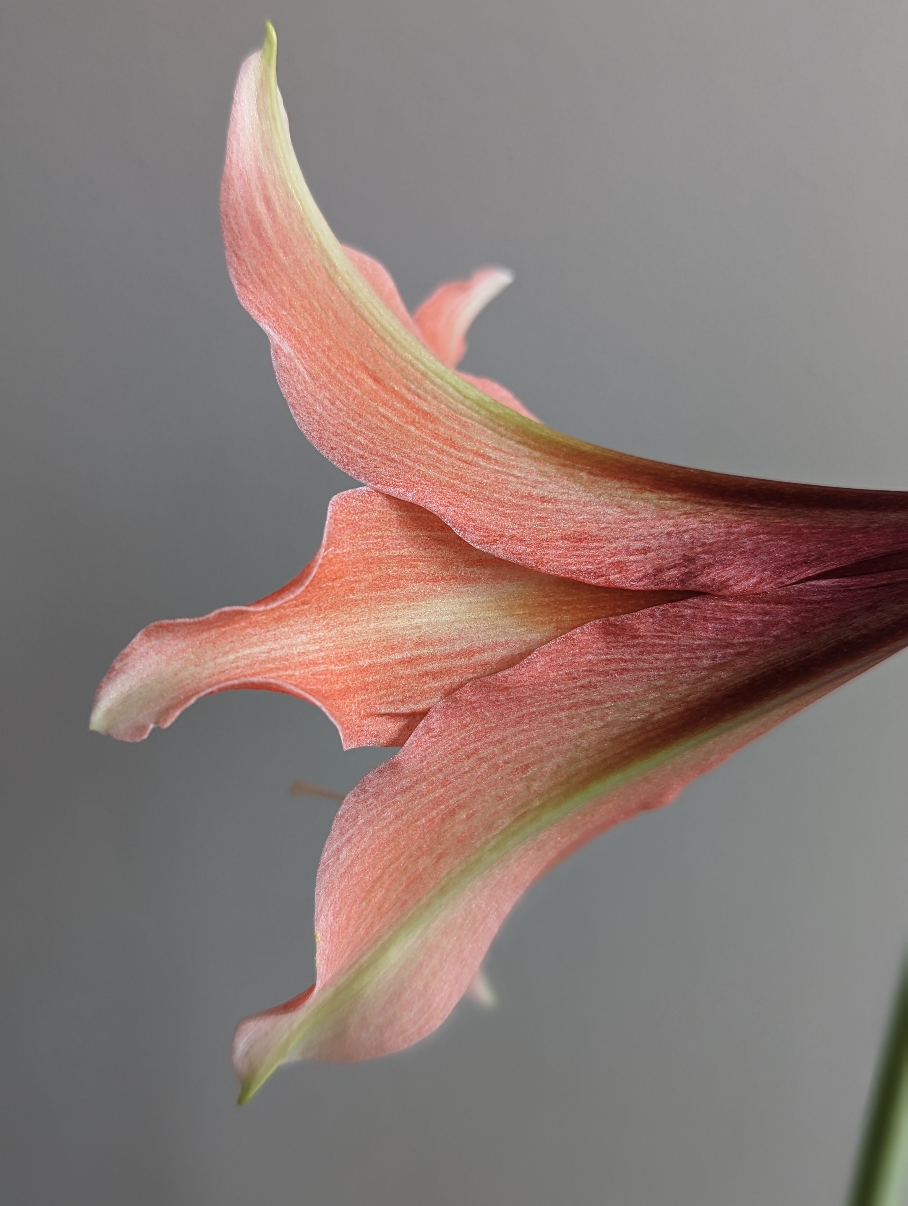 Side view of red and green striped amaryllis with thin petals