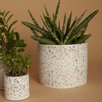 The terrazzo pot features multicolored flecks peeking out of white cement.