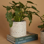 Multicolored flecks peek out against white cement giving this pot a terrazzo effect.