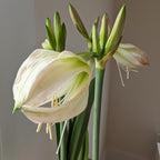 A close-up photo of a Thai Thai Amaryllis plant in bloom. The flowers feature pale white petals with hints of green near the centers, and several unopened buds are visible on the tall, green stems in the background. The image is taken indoors with a neutral wall behind.