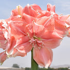 A close-up of the Tika Aurora Amaryllis shows its large pink blooms with multiple petals, set against a blurred outdoor background featuring blue sky and distant hills.