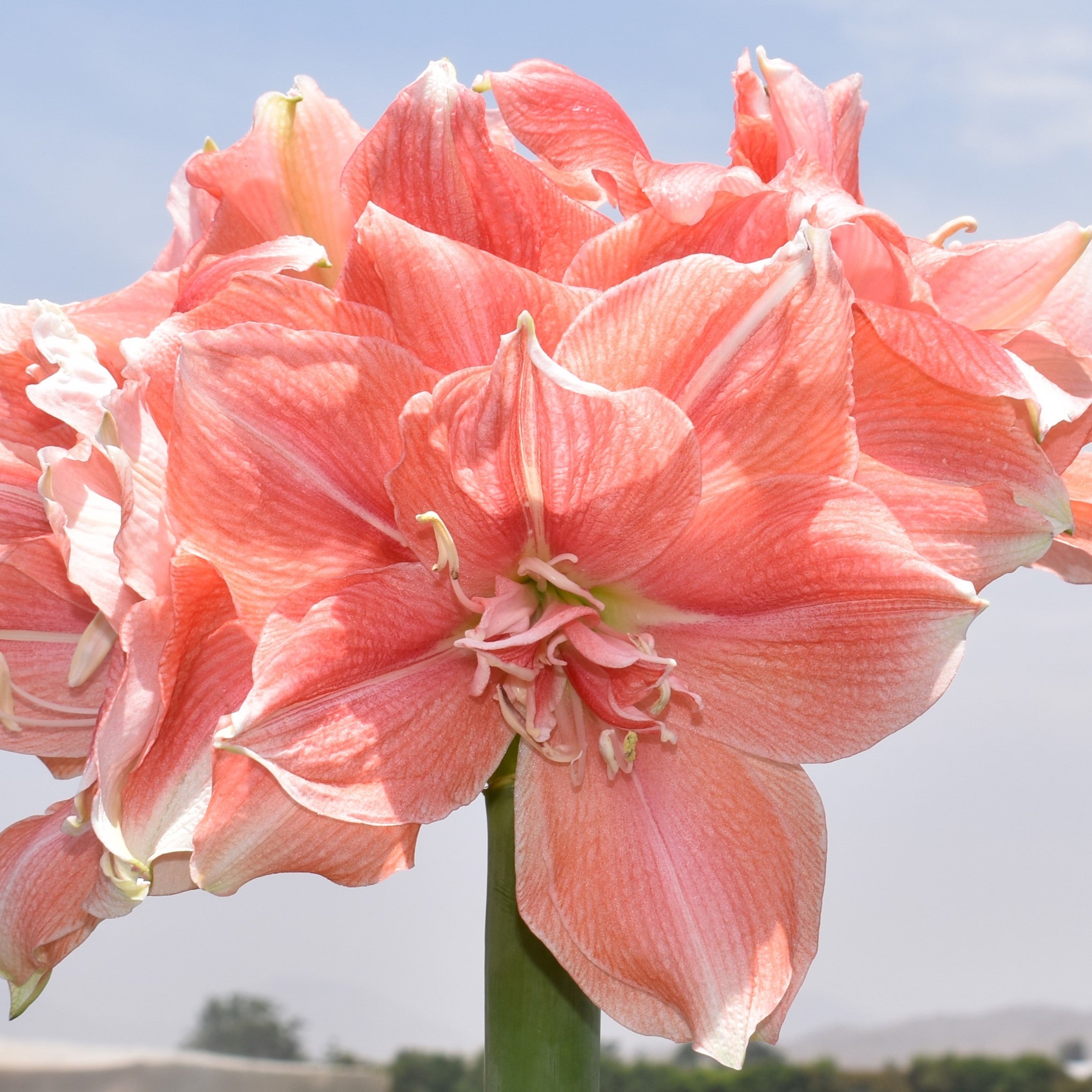 A close-up of the Tika Aurora Amaryllis shows its large pink blooms with multiple petals, set against a blurred outdoor background featuring blue sky and distant hills.